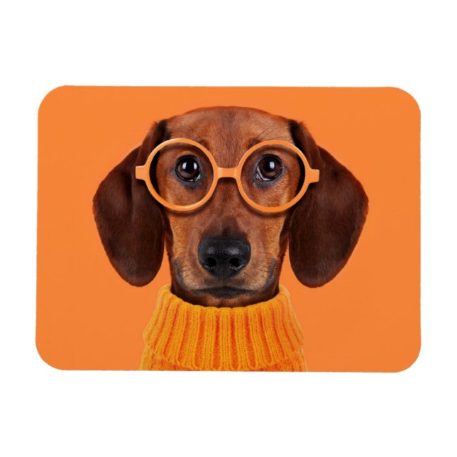 Cutest Baby djur | Dachshund Orange Sweater Magnet (Horisontell)