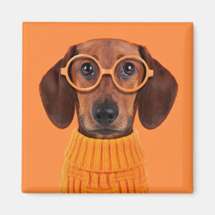 Cutest Baby djur Dachshund Orange Sweater Magnet
