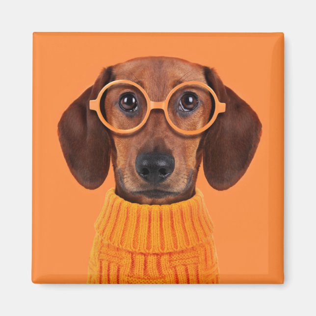 Cutest Baby djur | Dachshund Orange Sweater Magnet (Framsidan)