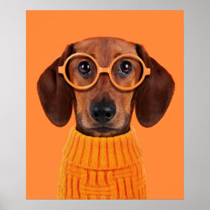 Cutest Baby djur Dachshund Orange Sweater Poster