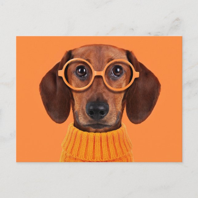 Cutest Baby djur | Dachshund Orange Sweater Vykort (Framsida)