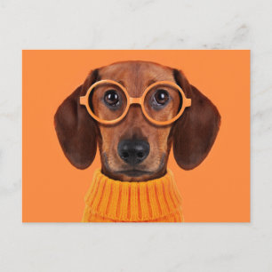 Cutest Baby djur   Dachshund Orange Sweater Vykort