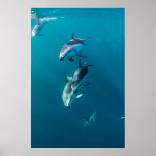 Cutest Baby djur   Delfinfamilj Poster