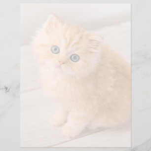 Cutest Baby djur Det brittiska Långhåriget Kitte