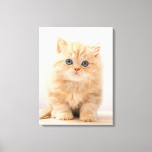 Cutest Baby djur Det brittiska Långhåriget Kitte Canvastryck