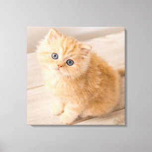Cutest Baby djur Det brittiska Långhåriget Kitte Canvastryck