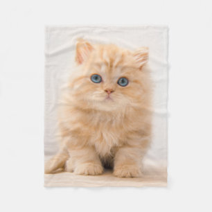 Cutest Baby djur   Det brittiska Långhåriget Kitte Fleecefilt