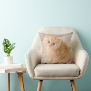 Cutest Baby djur   Det brittiska Långhåriget Kitte Kudde
