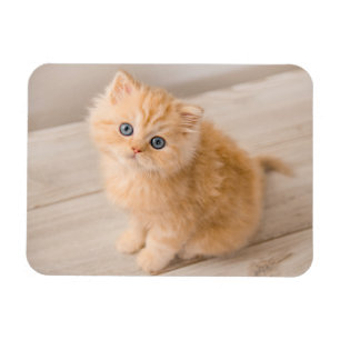 Cutest Baby djur Det brittiska Långhåriget Kitte Magnet