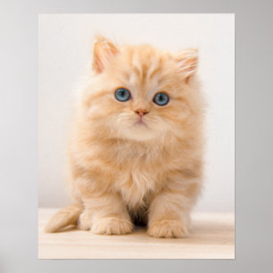 Cutest Baby djur Det brittiska Långhåriget Kitte Poster