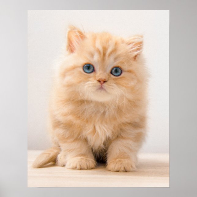 Cutest Baby djur | Det brittiska Långhåriget Kitte Poster (Framsidan)
