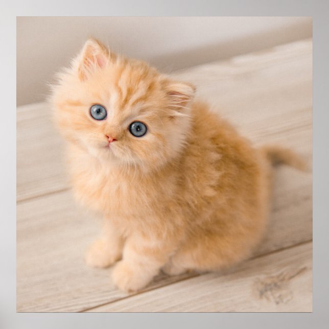 Cutest Baby djur | Det brittiska Långhåriget Kitte Poster (Framsidan)