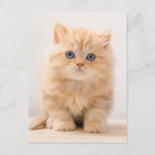 Cutest Baby djur Det brittiska Långhåriget Kitte Vykort