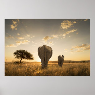Cutest Baby djur Elephant Calf & Mor Poster