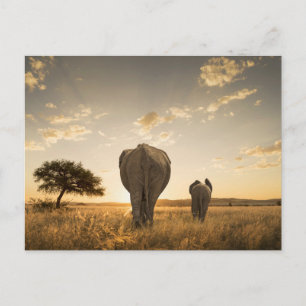 Cutest Baby djur   Elephant Calf & Mor Vykort