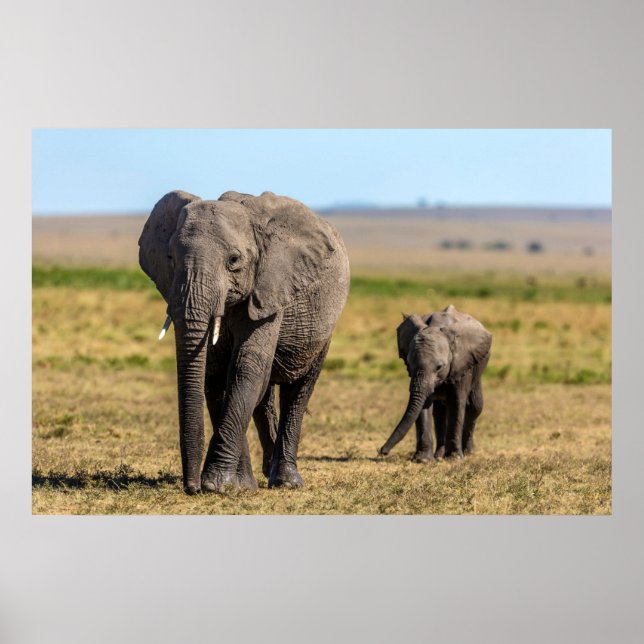 Cutest Baby djur | Elephant Mor & Baby Poster (Framsidan)