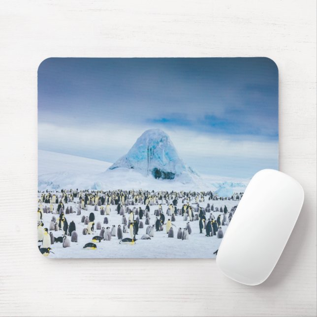 Cutest Baby djur | Emperor Penguin Colony Musmatta (Med mus)