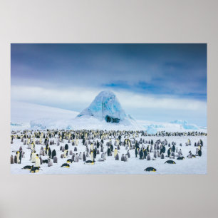 Cutest Baby djur Emperor Penguin Colony Poster