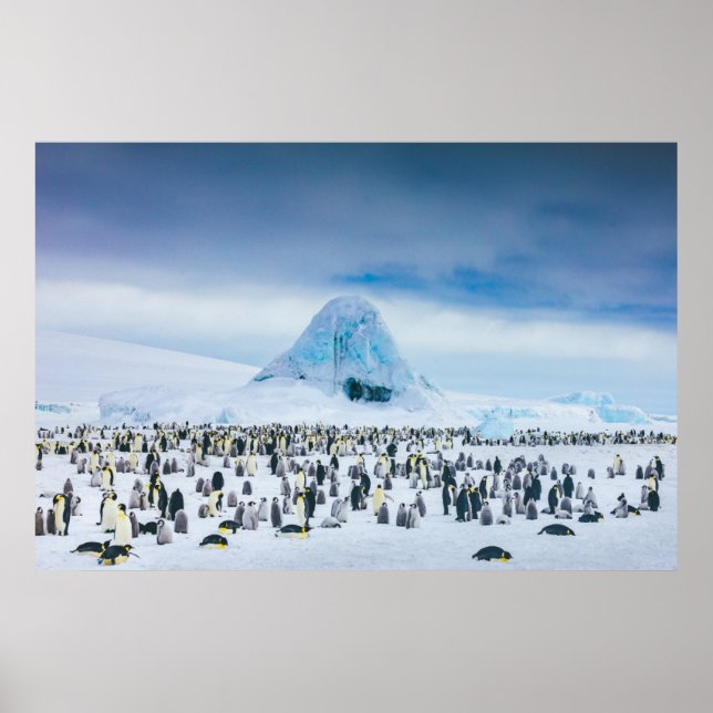 Cutest Baby djur | Emperor Penguin Colony Poster (Framsidan)