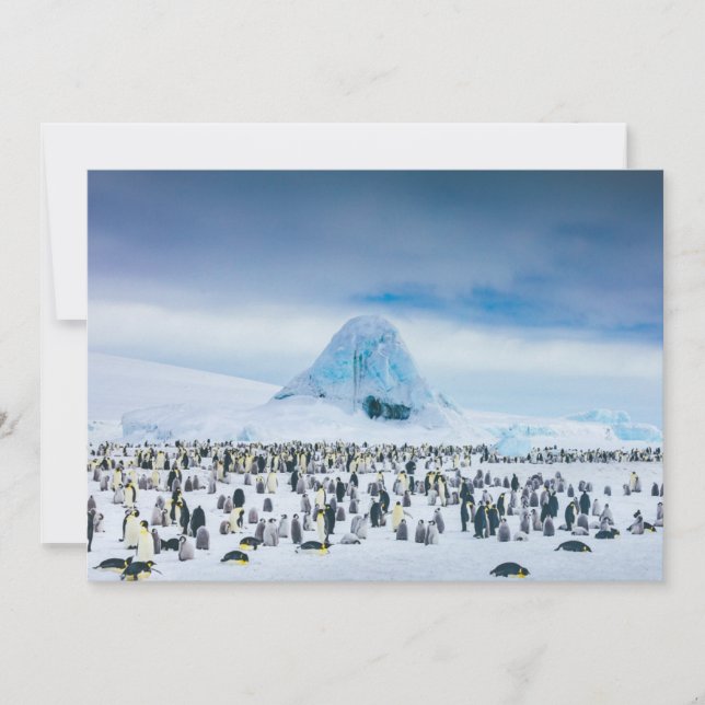 Cutest Baby djur | Emperor Penguin Colony Tack Kort (Framsida)
