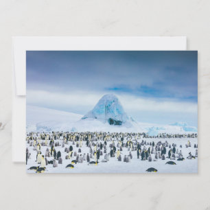 Cutest Baby djur Emperor Penguin Colony Tack Kort