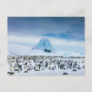 Cutest Baby djur   Emperor Penguin Colony Vykort