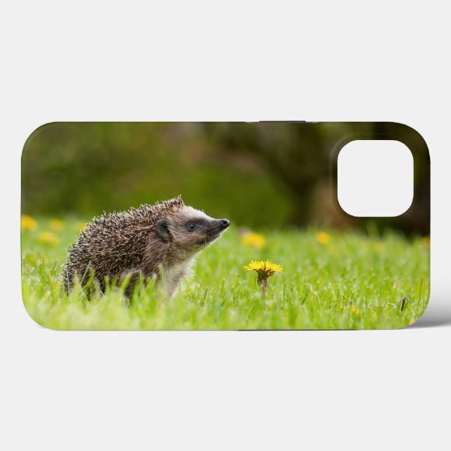 Cutest Baby djur | European Hedgehog (Baksida (horisontell))