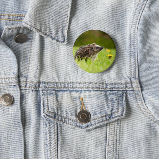 Cutest Baby djur | European Hedgehog Knapp (In Situ)