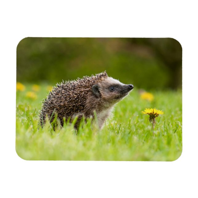 Cutest Baby djur | European Hedgehog Magnet (Horisontell)