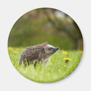 Cutest Baby djur European Hedgehog Magnet