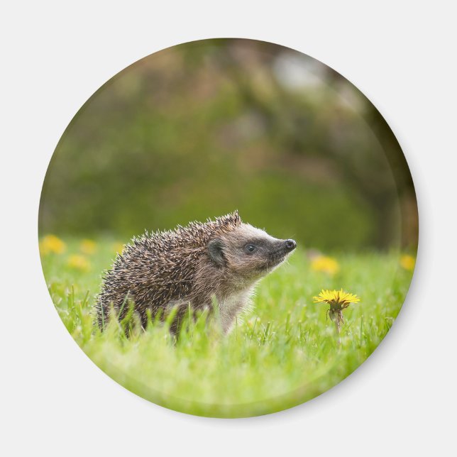 Cutest Baby djur | European Hedgehog Magnet (Framsidan)