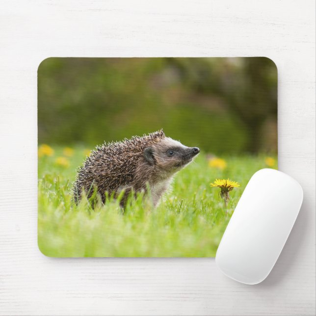 Cutest Baby djur | European Hedgehog Musmatta (Med mus)