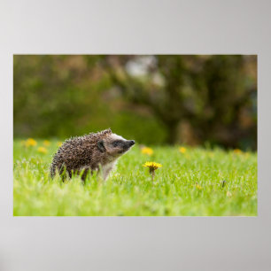 Cutest Baby djur European Hedgehog Poster