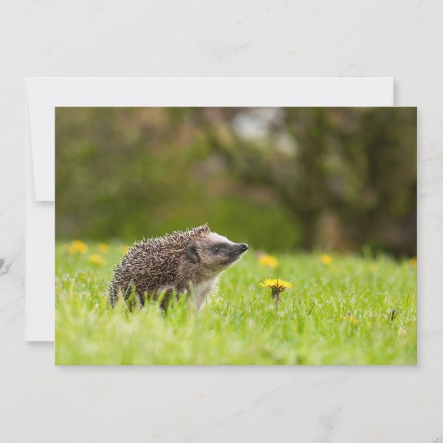 Cutest Baby djur | European Hedgehog Tack Kort (Framsida)