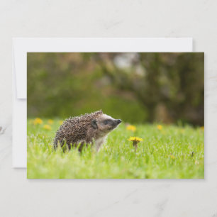 Cutest Baby djur European Hedgehog Tack Kort
