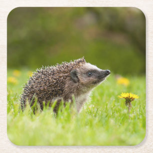 Cutest Baby djur European Hedgehog Underlägg Papper Kvadrat