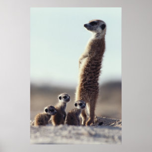 Cutest Baby djur Familj av medlemmar Poster