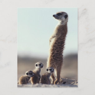Cutest Baby djur Familj av medlemmar Vykort
