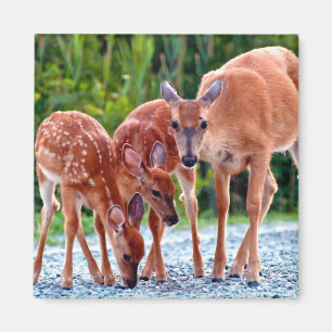 Cutest Baby djur Fawn with Spädbarn Magnet