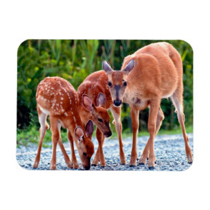 Cutest Baby djur Fawn with Spädbarn Magnet