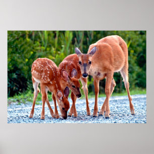 Cutest Baby djur Fawn with Spädbarn Poster