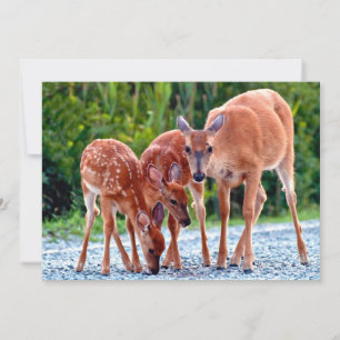 Cutest Baby djur Fawn with Spädbarn Tack Kort