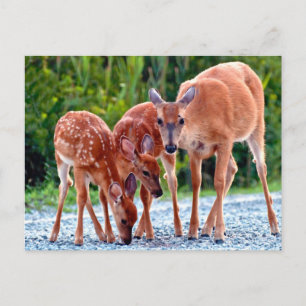 Cutest Baby djur   Fawn with Spädbarn Vykort