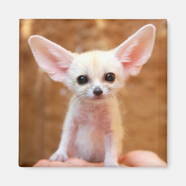 Cutest Baby djur | Fennec Fox Magnet (Framsidan)