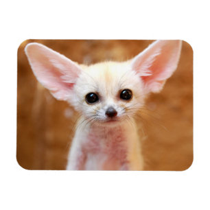 Cutest Baby djur   Fennec Fox Magnet