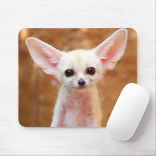 Cutest Baby djur Fennec Fox Musmatta