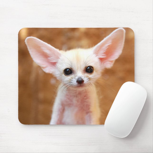Cutest Baby djur | Fennec Fox Musmatta (Med mus)
