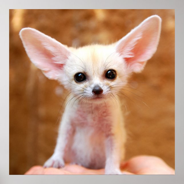 Cutest Baby djur | Fennec Fox Poster (Framsidan)