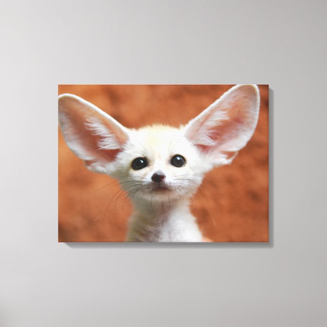 Cutest Baby djur | Fennec Fox-Valp Canvastryck (Framsida)
