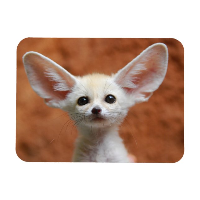 Cutest Baby djur | Fennec Fox-Valp Magnet (Horisontell)